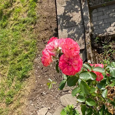 Διαμέρισμα Deni's *