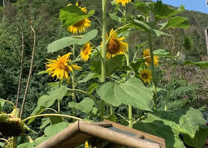 Apartment Deni's Klotten